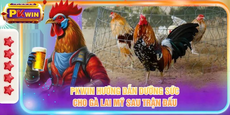 PKWIN hướng dẫn dưỡng sức cho gà lai Mỹ sau trận đấu